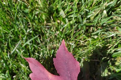 Les fulles cauen, arriba la boira i comença a fer fred.