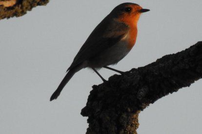 Les fulles cauen, arriba la boira i comença a fer fred.