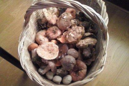 Rovellons, ceps, fredolics,...envia'ns fotos de la teva sortida al bosc.