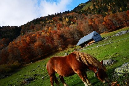 Les fulles cauen, arriba la boira i comença a fer fred.