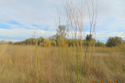 Les fulles cauen, arriba la boira i comença a fer fred.