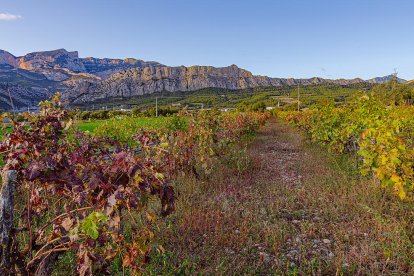 Les fulles cauen, arriba la boira i comença a fer fred.