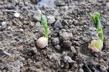 Les fulles cauen, arriba la boira i comença a fer fred.