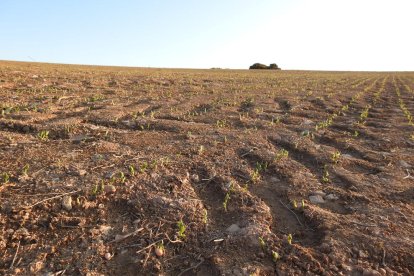 Les fulles cauen, arriba la boira i comença a fer fred.