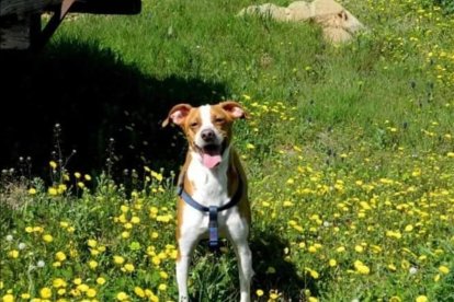 Carños Santolari Lladós