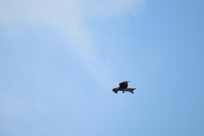 Les fulles cauen, arriba la boira i comença a fer fred.