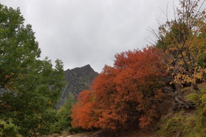 Les fulles cauen, arriba la boira i comença a fer fred.