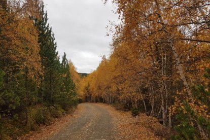 Les fulles cauen, arriba la boira i comença a fer fred.