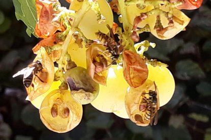 Les fulles cauen, arriba la boira i comença a fer fred.
