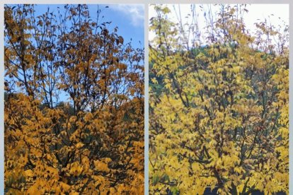 Les fulles cauen, arriba la boira i comença a fer fred.