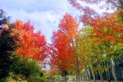 Les fulles cauen, arriba la boira i comença a fer fred.