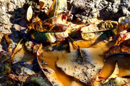 Les fulles cauen, arriba la boira i comença a fer fred.