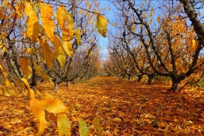 Les fulles cauen, arriba la boira i comença a fer fred.