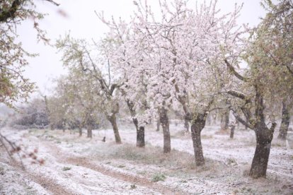 La neu s'ha deixat veure en cotes baixes del pla de Lleida, tot i que només ha agafat a l'Urgell i la Segarra.