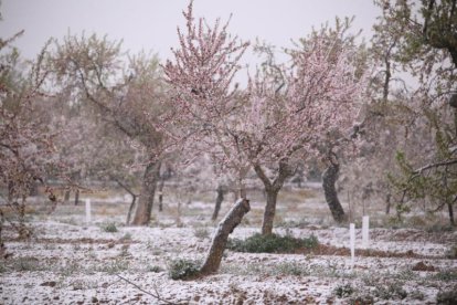 La neu s'ha deixat veure en cotes baixes del pla de Lleida, tot i que només ha agafat a l'Urgell i la Segarra.