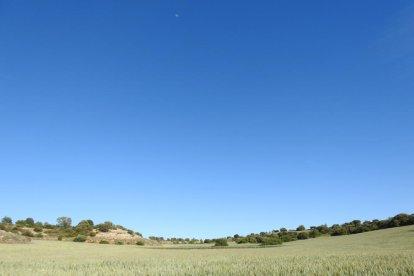 Arbres florits, camps verds i bon temps...ja és aquí la primavera!