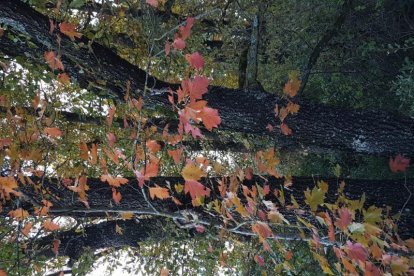 Les fulles cauen, arriba la boira i comença a fer fred.