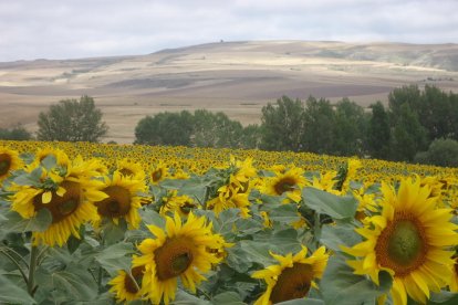 Manel Fregola Navarro