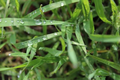 Noèlia Torrelles Miera