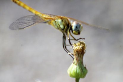 El teu temps, l'estiu 2018
