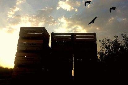 Robert Rosello senalle