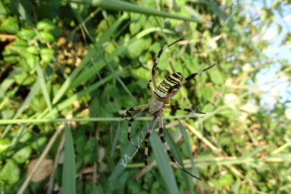 El teu temps, l'estiu 2018