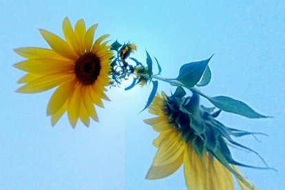 Robert Rosello senalle