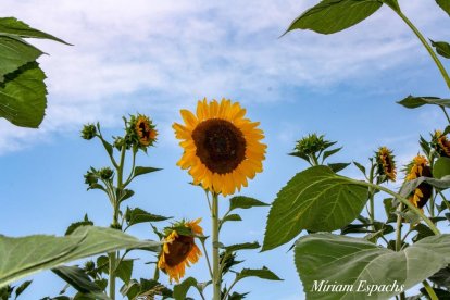 Miriam Espachs Romeu