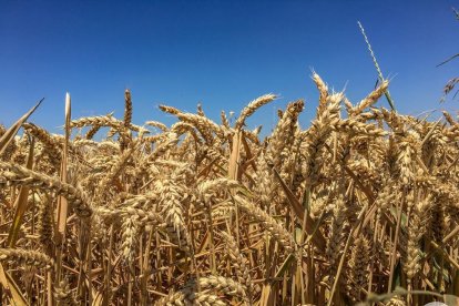 Miriam Espachs Romeu