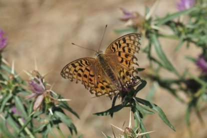 El teu temps, l'estiu 2018