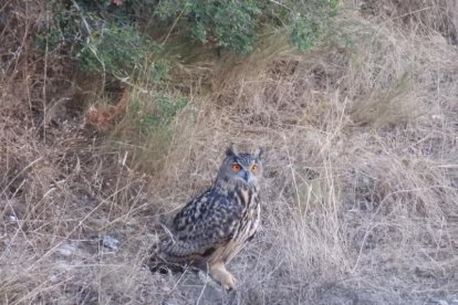 El teu temps, l'estiu 2018