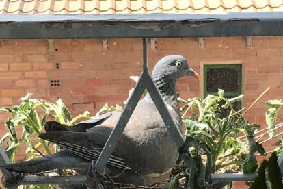 Envia'ns fotos relacionades amb l'estiu i guanya una estada a l'Hotel Estanys Blaus de Tavascan.