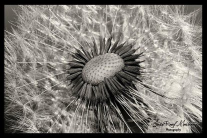 El pom d'una porta, una abella en una flor, una mà,...