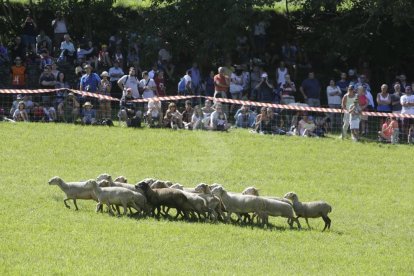 Amado Forrolla i Diputació de Lleida