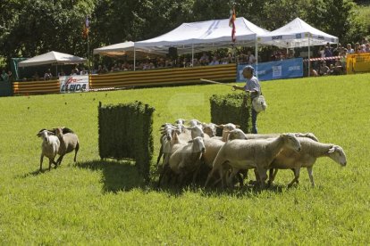 Amado Forrolla i Diputació de Lleida