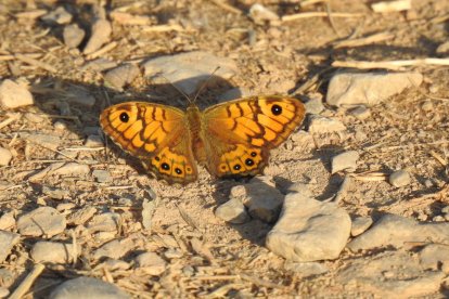 Envia'ns fotos relacionades amb l'estiu i guanya una estada a l'Hotel Estanys Blaus de Tavascan.