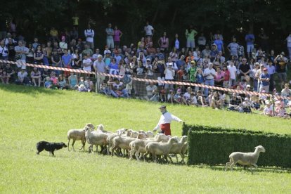 Amado Forrolla i Diputació de Lleida
