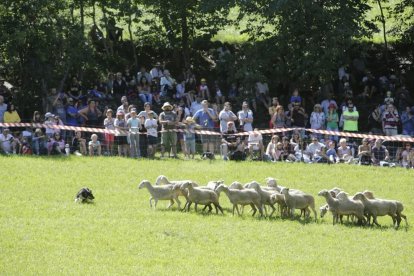 Amado Forrolla i Diputació de Lleida