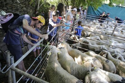 Amado Forrolla i Diputació de Lleida