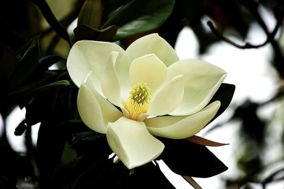 El pom d'una porta, una abella en una flor, una mà,...