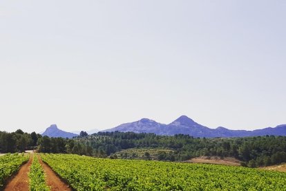 Montse Pacheco Julia