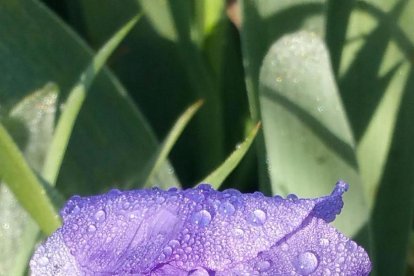 El pom d'una porta, una abella en una flor, una mà,...