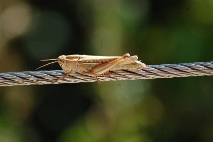 El pom d'una porta, una abella en una flor, una mà,...