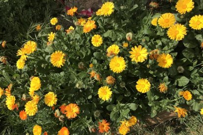 El pom d'una porta, una abella en una flor, una mà,...
