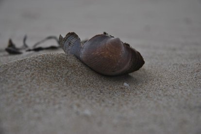 El pom d'una porta, una abella en una flor, una mà,...