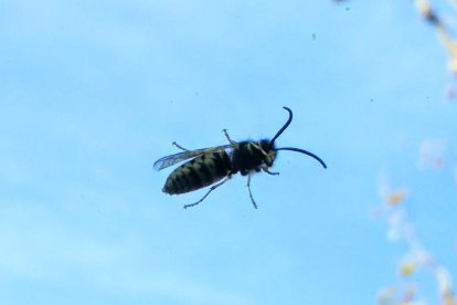 El pom d'una porta, una abella en una flor, una mà,...
