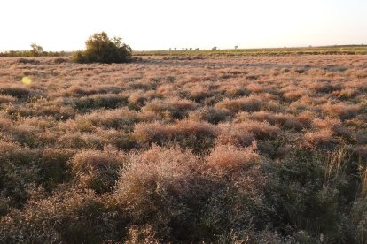 Envia'ns fotos relacionades amb l'estiu i guanya una estada a l'Hotel Estanys Blaus de Tavascan.