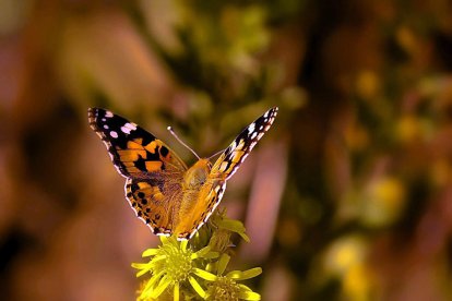 El pom d'una porta, una abella en una flor, una mà,...