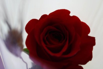 El pom d'una porta, una abella en una flor, una mà,...