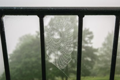 El pom d'una porta, una abella en una flor, una mà,...